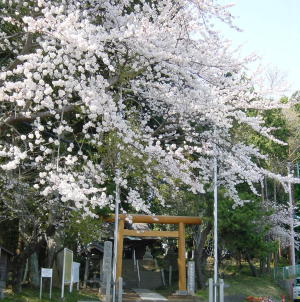 桜が満開 桜が満開